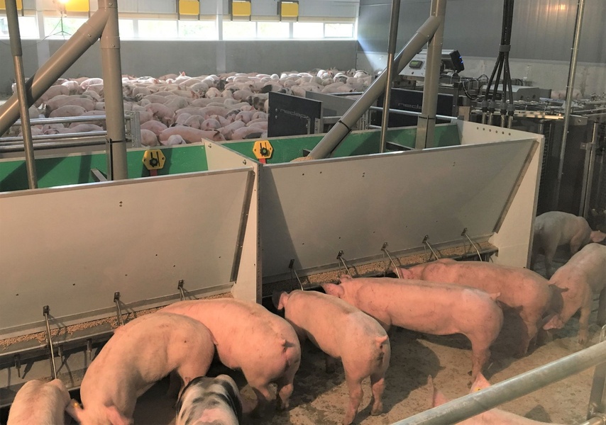Good pig feeder saves huge amount of money