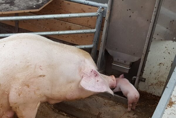 KZB Family Feeder sow with piglet in organic barn