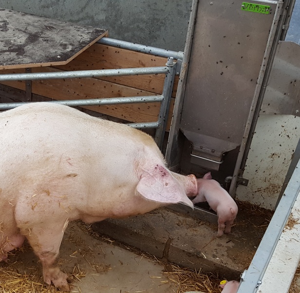 KZB Family Feeder sow with piglet in organic stable